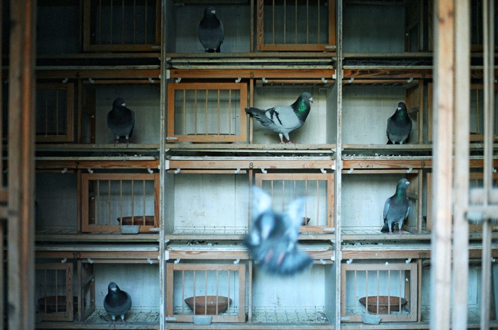 Foto di Simone Martinetto tratta dalla serie VIAGGIATORI / Photo by Simone Martinetto from " VIAGGIATORI / TRAVELERS " series; Simone Martinetto; Martinetto; Viaggiatori; colombi; piccioni viaggiatori; colombi viaggiatori; racing pigeons; pigeons; travelers; foto colombi; foto piccioni; foto piccioni viaggiatori; pigeons photo;