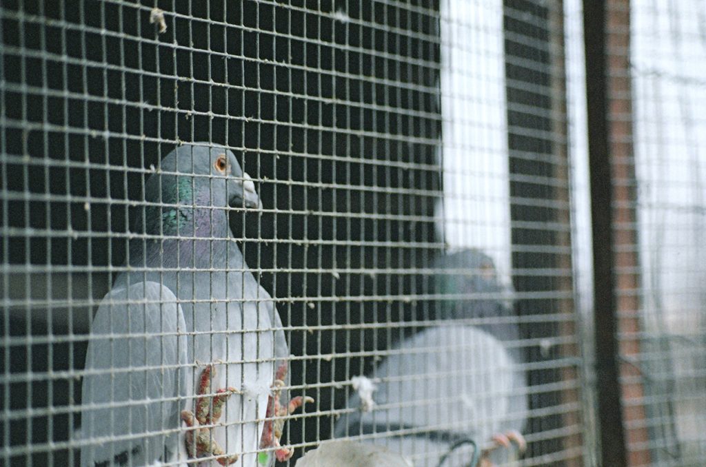 Foto di Simone Martinetto tratta dalla serie VIAGGIATORI / Photo by Simone Martinetto from " VIAGGIATORI / TRAVELERS " series; Simone Martinetto; Martinetto; Viaggiatori; colombi; piccioni viaggiatori; colombi viaggiatori; racing pigeons; pigeons; travelers; foto colombi; foto piccioni; foto piccioni viaggiatori; pigeons photo;