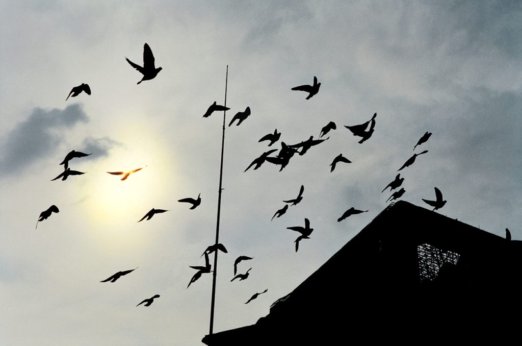 Foto di Simone Martinetto tratta dalla serie VIAGGIATORI / Photo by Simone Martinetto from " VIAGGIATORI / TRAVELERS " series; Simone Martinetto; Martinetto; Viaggiatori; colombi; piccioni viaggiatori; colombi viaggiatori; racing pigeons; pigeons; travelers; foto colombi; foto piccioni; foto piccioni viaggiatori; pigeons photo;