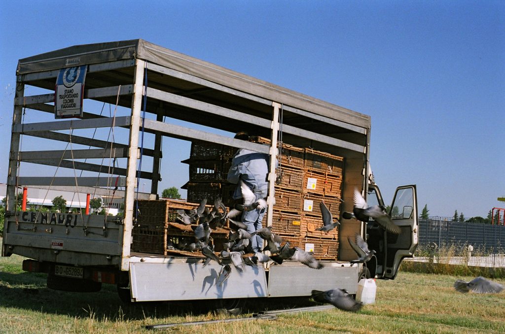 Foto di Simone Martinetto tratta dalla serie VIAGGIATORI / Photo by Simone Martinetto from " VIAGGIATORI / TRAVELERS " series; Simone Martinetto; Martinetto; Viaggiatori; colombi; piccioni viaggiatori; colombi viaggiatori; racing pigeons; pigeons; travelers; foto colombi; foto piccioni; foto piccioni viaggiatori; pigeons photo;