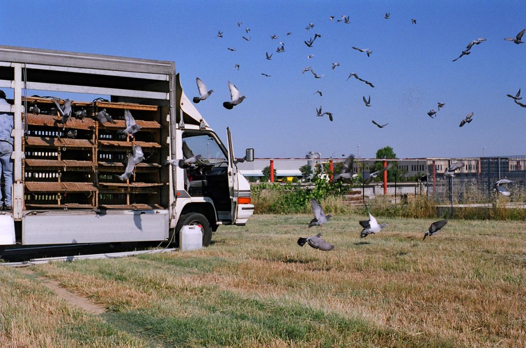 Foto di Simone Martinetto tratta dalla serie VIAGGIATORI / Photo by Simone Martinetto from " VIAGGIATORI / TRAVELERS " series; Simone Martinetto; Martinetto; Viaggiatori; colombi; piccioni viaggiatori; colombi viaggiatori; racing pigeons; pigeons; travelers; foto colombi; foto piccioni; foto piccioni viaggiatori; pigeons photo;