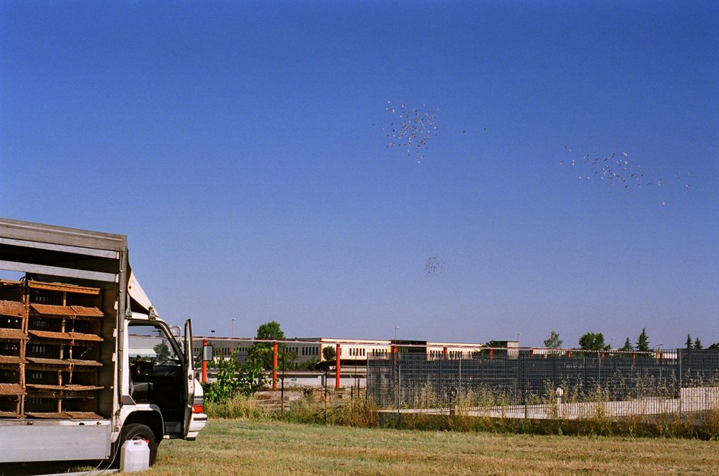 Foto di Simone Martinetto tratta dalla serie VIAGGIATORI / Photo by Simone Martinetto from " VIAGGIATORI / TRAVELERS " series; Simone Martinetto; Martinetto; Viaggiatori; colombi; piccioni viaggiatori; colombi viaggiatori; racing pigeons; pigeons; travelers; foto colombi; foto piccioni; foto piccioni viaggiatori; pigeons photo;