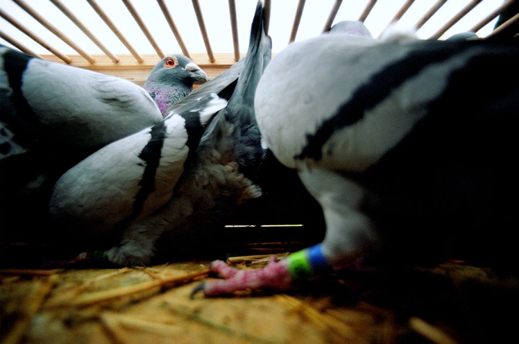 Foto di Simone Martinetto tratta dalla serie VIAGGIATORI / Photo by Simone Martinetto from " VIAGGIATORI / TRAVELERS " series; Simone Martinetto; Martinetto; Viaggiatori; colombi; piccioni viaggiatori; colombi viaggiatori; racing pigeons; pigeons; travelers; foto colombi; foto piccioni; foto piccioni viaggiatori; pigeons photo;