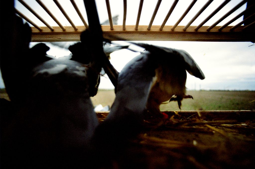 Foto di Simone Martinetto tratta dalla serie VIAGGIATORI / Photo by Simone Martinetto from " VIAGGIATORI / TRAVELERS " series; Simone Martinetto; Martinetto; Viaggiatori; colombi; piccioni viaggiatori; colombi viaggiatori; racing pigeons; pigeons; travelers; foto colombi; foto piccioni; foto piccioni viaggiatori; pigeons photo;