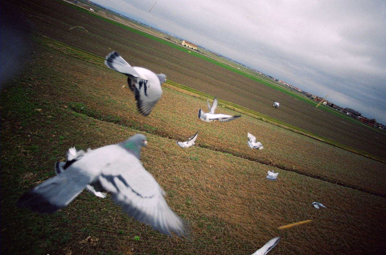 Foto di Simone Martinetto tratta dalla serie VIAGGIATORI / Photo by Simone Martinetto from " VIAGGIATORI / TRAVELERS " series; Simone Martinetto; Martinetto; flying pigeons; flying racing pigeons; volo; volo colombi; volo piccioni viaggiatori; volare; viaggiatori; colombi; piccioni viaggiatori; colombi viaggiatori; racing pigeons; pigeons; travelers; foto colombi; foto piccioni; foto piccioni viaggiatori; pigeons photo;