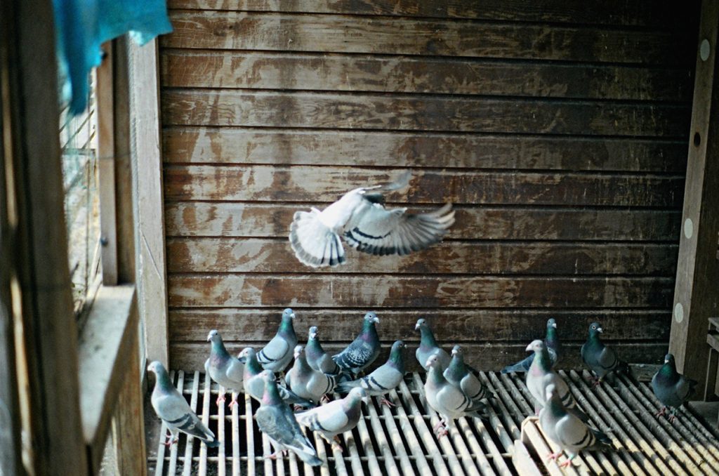 Foto di Simone Martinetto tratta dalla serie VIAGGIATORI / Photo by Simone Martinetto from " VIAGGIATORI / TRAVELERS " series; Simone Martinetto; Martinetto; Viaggiatori; colombi; piccioni viaggiatori; colombi viaggiatori; racing pigeons; pigeons; travelers; foto colombi; foto piccioni; foto piccioni viaggiatori; pigeons photo;