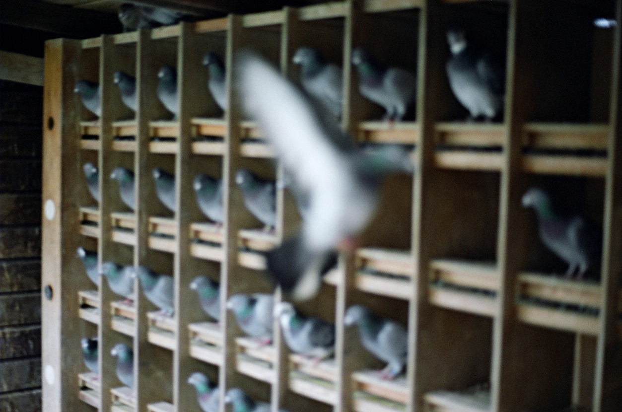 Foto di Simone Martinetto tratta dalla serie VIAGGIATORI / Photo by Simone Martinetto from " VIAGGIATORI / TRAVELERS " series; Simone Martinetto; Martinetto; Viaggiatori; colombi; piccioni viaggiatori; colombi viaggiatori; racing pigeons; pigeons; travelers; foto colombi; foto piccioni; foto piccioni viaggiatori; pigeons photo;